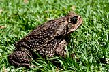 CaneToad.jpg image by SolarusArc